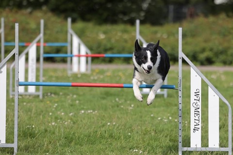 Border Collie, AgalitÃ¤t