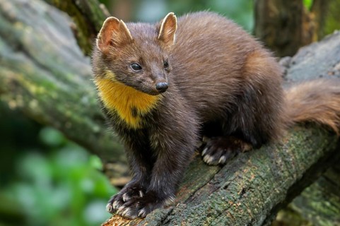 European pine marten (Martes martes) on tree trunk in forest