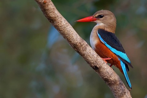 Grey-headed Kingfisher, Grey-headed Kingfisher, Tendaba camp Tendaba photo hid, Kwinella, South