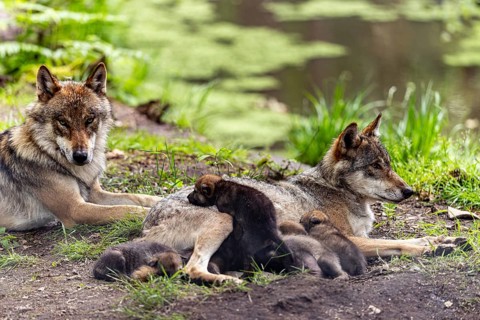 A pack of wolves rests in a green environment, the pups cuddle up to their mother, European grey
