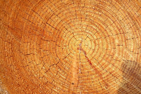 Interface of sawn-through tree trunk with clearly visible annual rings, Germany, Europe
