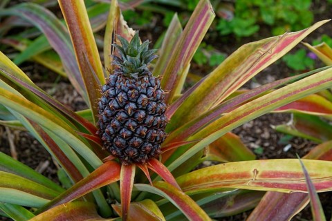Pineapple plant with ripe fruit, surrounded by long, colourful leaves in a natural environment,