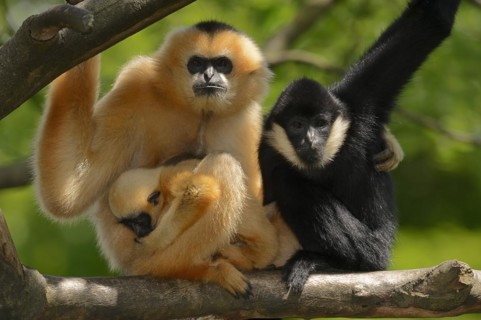 Northern white-cheeked gibbon (Nomascus leucogenys), male and female with young, captive, occurring