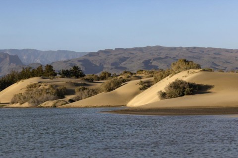 Nature reserve Dunes of Maspalomas, small lagoon La Charca de Maspalomas and sand dunes in the