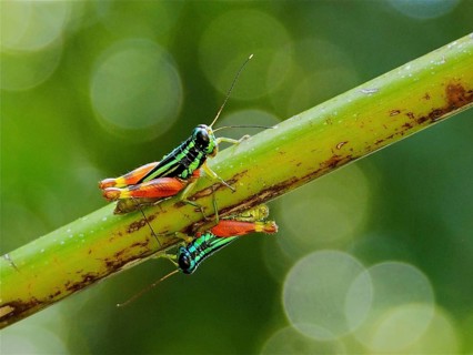Two Common Green Grasshoppers (Taeniophora femorata), grasshoppers, sitting on a green branch in