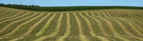 Agriculture, field, harvested, cut, structure, maize field, sky, Wental, BarholomÃ¤, Swabian Alb,