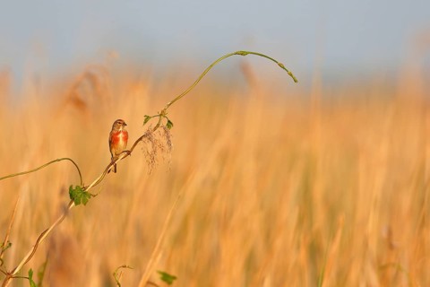 Blood Linnet (Linaria cannabina), overview picture in the biotope, animal on a reed stalk, Peene