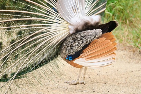 Indian peafowl (Pavo cristatus) spread one's tail (feathers) on the ground, Spain, Europe