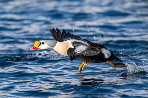 King eider (Somateria spectabilis), male in flight, winter, Batsfjord, Batsfjord, Varanger