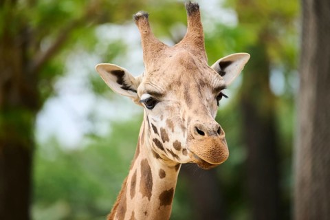Reticulated giraffe (Giraffa camelopardalis reticulata), portrait, captive, distribution africa