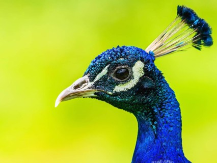 Portrait of Male Indian Peafowl (Pavo cristatus)