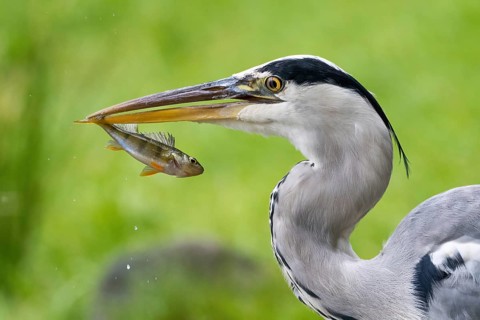 Grey heron (Ardea cinerea) with captured european perch (Perca fluviatilis), Hesse, Germany, Europe