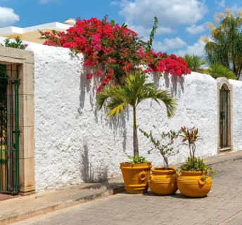 Red flowers Plumeria frangipani plant growing over whitewashed wall, Calzado Calle de los Frailes,