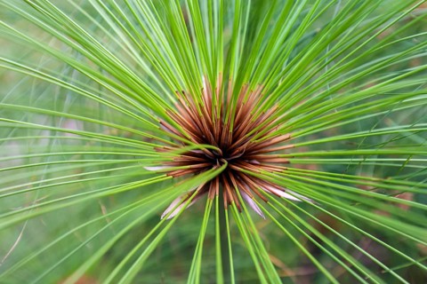 True papyrus sedge (Cyperus papyrus), Madeira, Portugal, Europe