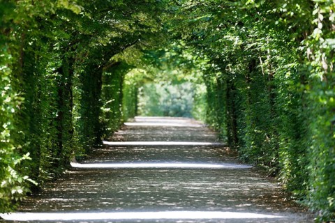 Arbour made of european hornbeam (Carpinus betulus), Eremitage, historical park, landscape park,