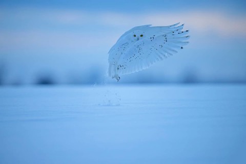 Male Snowy Owl (Nyctea scandiaca) (syn. Bubo scandiaca) shortly after take-off, snow dusting up,