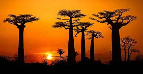 Avenue of the Baobabs, Grandidier's baobab trees silhouetted against orange sunset sky, Menabe