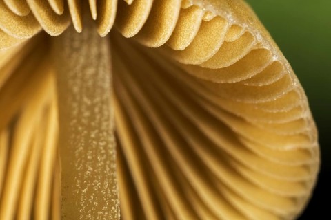 Mushroom, worm's eye view showing underside of cap with gills, lamellas, lamellae