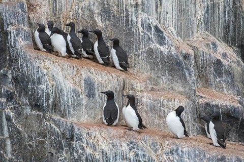 Thick-billed murres (Uria lomvia), Brünnich's guillemots on rock ledge in sea cliff in seabird