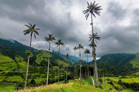 Wax palms largest palms in the world, Cocora valley, Unesco site coffee cultural landscape,