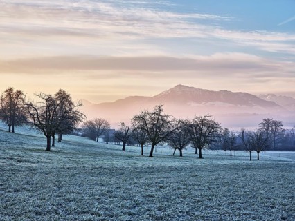 Trees in rough, in the background the Rigi, Hagendorn, Canton Zug, Switzerland, Europe