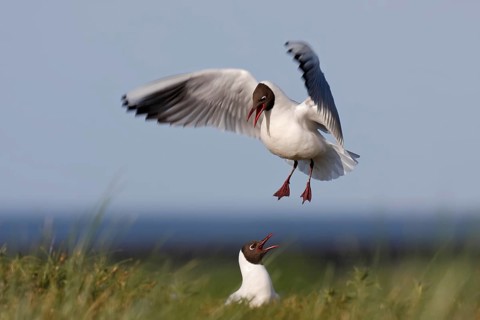 Black-headed Black-headed Gull (Chroicocephalus ridibundus), pair mating in the breeding colony,