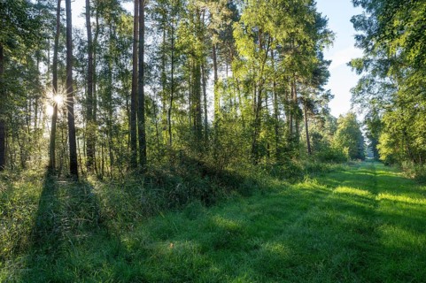 Forest path, mixed forest, Sonnenstern, Barnbruch Forest nature reserve, Lower Saxony, Germany,