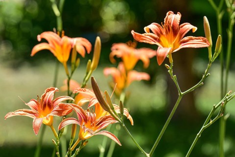 Flowering daylily (Hemerocallis fulva), Bavaria, Germany, Europe