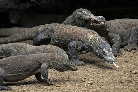 Komodo dragons (Varanus komodoensis), Komodo monitors of the Indonesian islands Komodo, Padar and