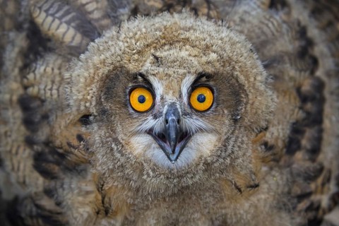 Threat display by Eurasian eagle-owl (Bubo bubo), young European eagle-owl owlet showing lowered