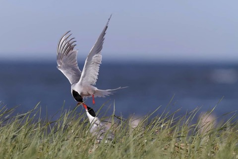 Common Tern (Sterna hirundo), territorial fight of a pair in the colony, dispute between two