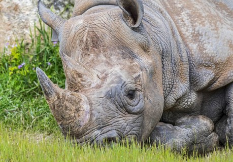 Eastern black rhinoceros, East African black rhinoceros, eastern hook-lipped rhinoceros (Diceros