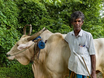 Sinhalese man with his ox, Sri Lanka, Asia