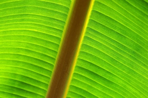 Banana leaf against the light, close-up, Madeira, Portugal, Europe