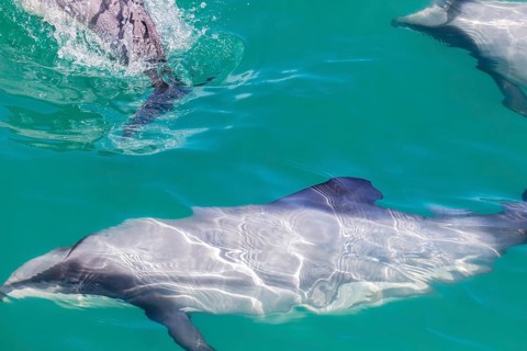Hector-Delphin (Cephalorhychus hectori), Bootsfahrt, Akaroa, Banks-Halbinsel, Canterbury,