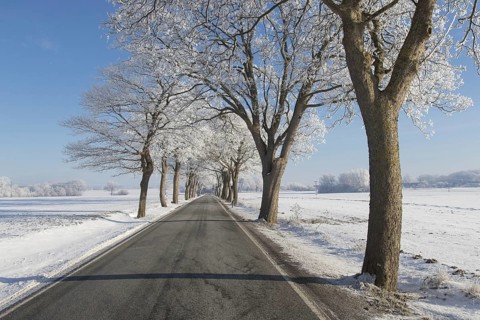 Small-leaved lime, little-leaf linden (Tilia cordata) trees bordering country road on snow covered