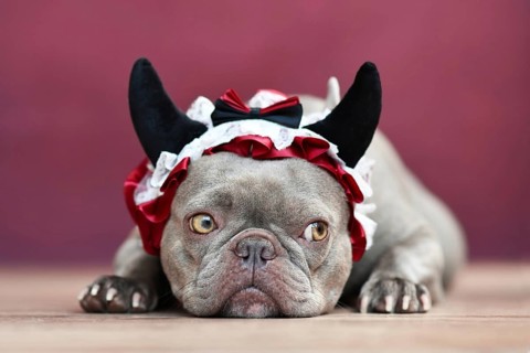 French Bulldog dog wearing red devil horn headband with ribbon in front of red background