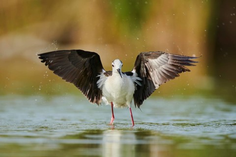 Black-winged stilt (Himantopus himantopus) standing in the water cleaning ists feathers, Camargue,