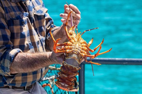 Hummer (Homarus), Bootsfahrt, Akaroa, Banks Peninsula, Canterbury, Neuseeland