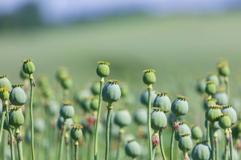 Poppy cultivation in Saxony