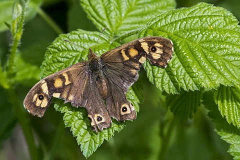 Speckled wood (Pararge aegeria) butterfly with severely damaged wings resting on leaf