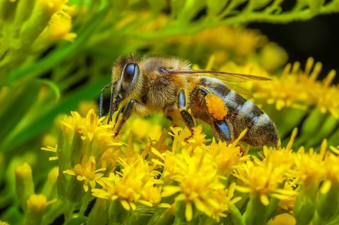 Honey bee (Apis mellifera) on a flower with pollen pellets attached to its hairs. Bas-Rhin,