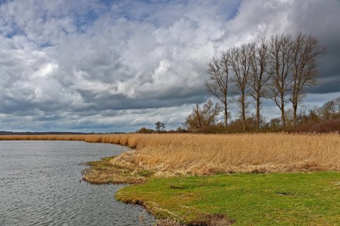 Gallery of poplar trees on the Trebel River, reed stand on the bank, Peene Valley River Landscape