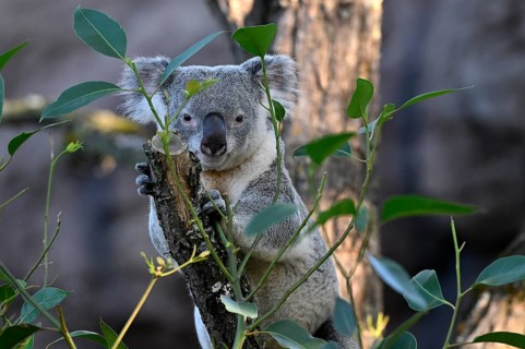 Koala (Phascolarctos cinereus), on tree trunk, captive, Baden-Württemberg, Germany, Europe