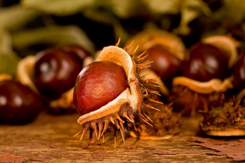 chestnuts