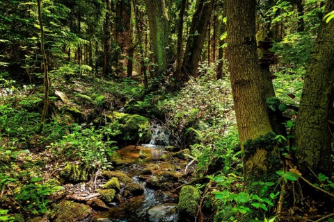 Tharandt Forest Schmieders Graben