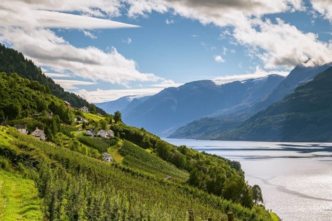 Apple trees on the shore of the Hardangerfjord, Lofthus, Vestland, Norway, Europe