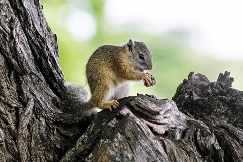 Smith's bush squirrel, yellow-footed squirrel (Paraxerus cepapi), tree squirrel, African bush