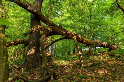Diesbar SeuÃŸlitz