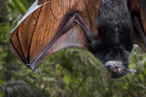 Lyle's flying fox (Pteropus lylei) native to Cambodia, Thailand and Vietnam hanging upside down and